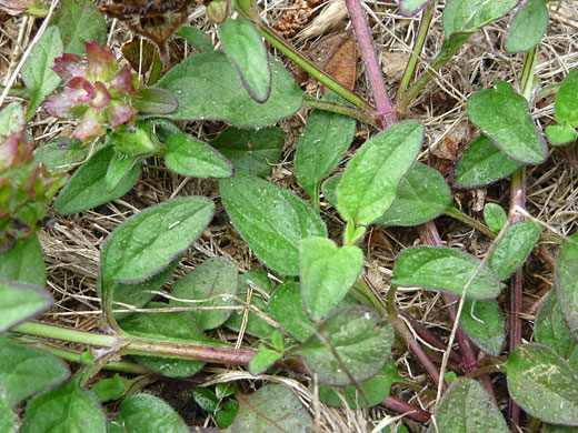 Leaves and stems