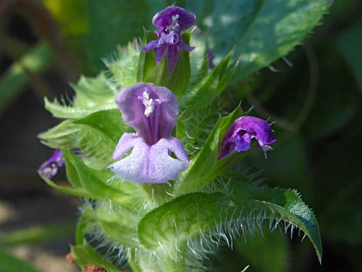 Leaves and flowers