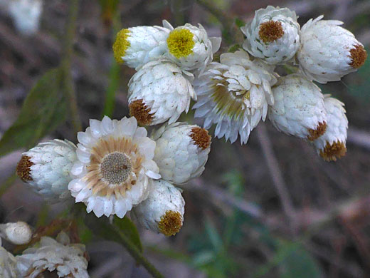 Phyllaries and florets