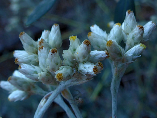 Northwestern Rabbit-Tobacco; Northwestern rabbit-tobacco (pseudognaphalium thermale), Sequoia National Park, California