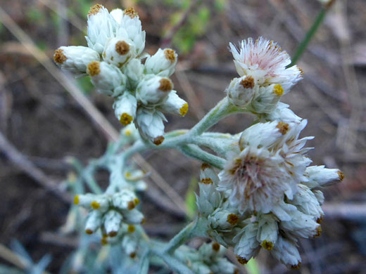 Northwestern Rabbit-Tobacco