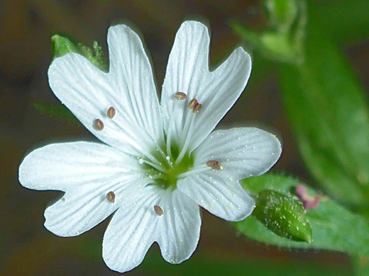 Cleft petals