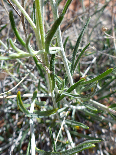 White stems