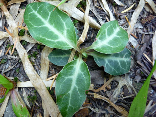 White-veined leaves