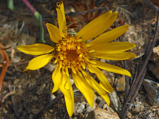 Yellow flowerhead