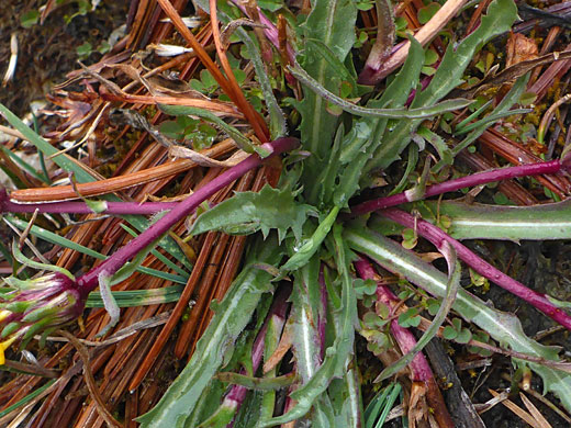 Stems and leaves