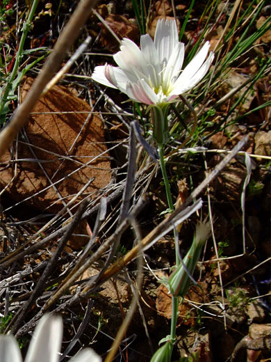 Flower and stem