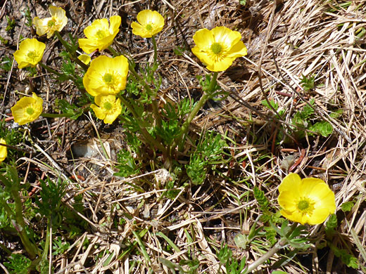 Alpine Buttercup