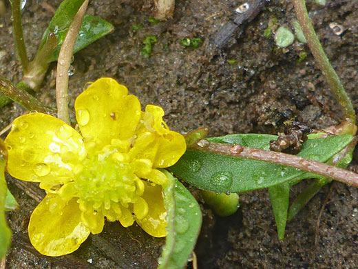 Greater Creeping Spearwort