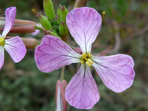 Pink flower