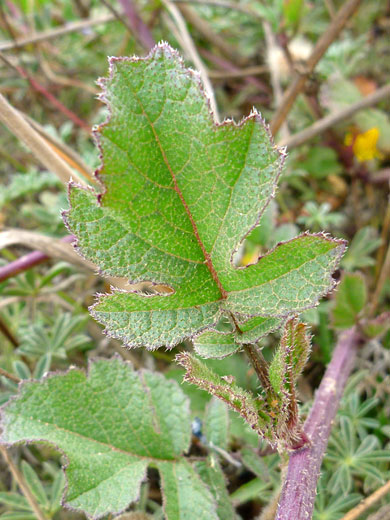 Lobed leaf