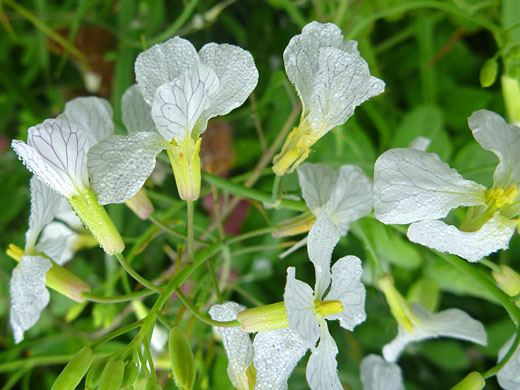 Cultivated Radish