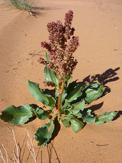 Basal leaves