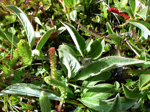 Hairy leaves