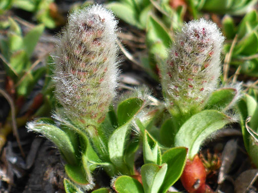 Two flower clusters