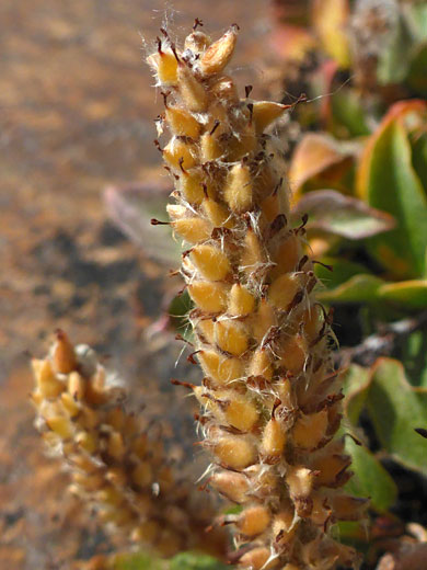 Hairy inflorescence