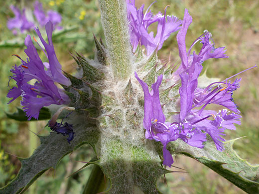 Thistle Sage