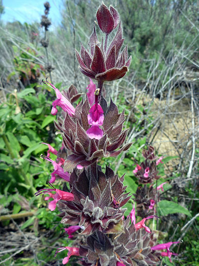 Hummingbird Sage