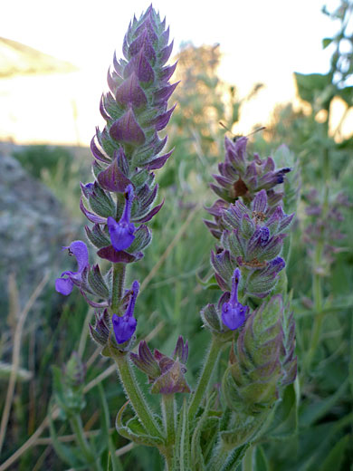 Flower spikes