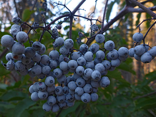 Blue Elder; Blue elder (sambucus cerulea), Muir Grove Trail, Sequoia National Park, California