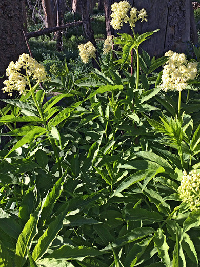 Flowers and leaves