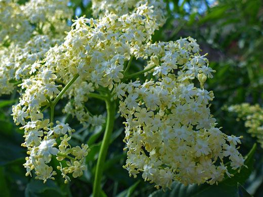 Red Elder