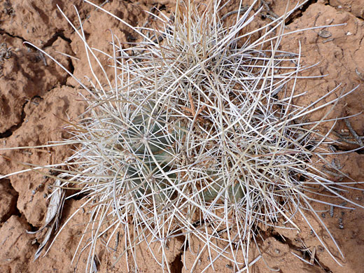 Spiny fishhook cactus cluster