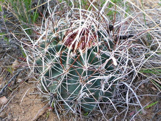 Desert Valley Fishhook Cactus, north of Enoch, Utah