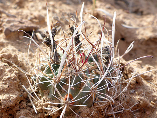 Desert Valley Fishhook Cactus