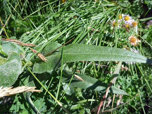 Hairy leaf surface