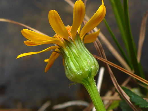 Hairless phyllaries