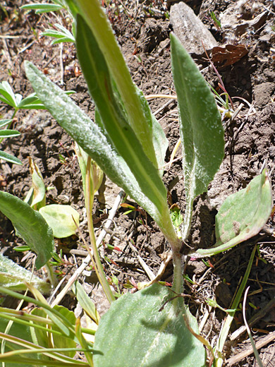 Tall Western Groundsel