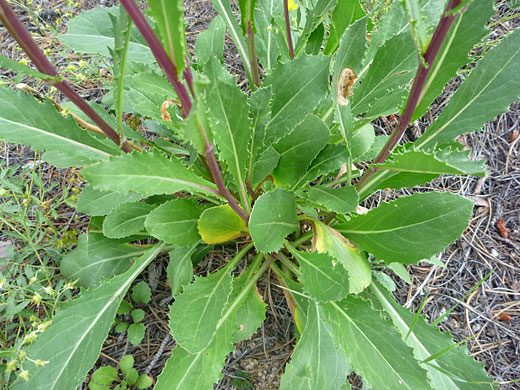 Leaves and stems