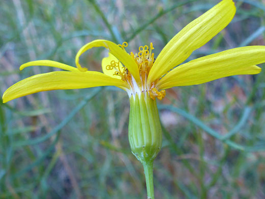 Hairless phyllaries