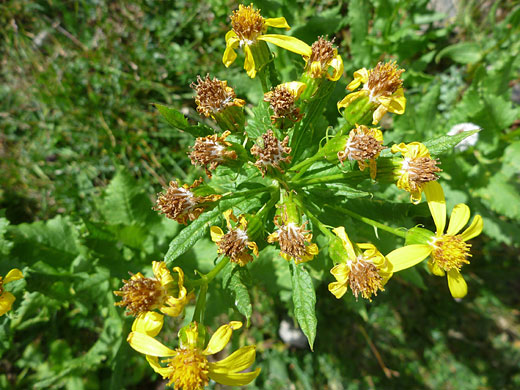 Withered flowers