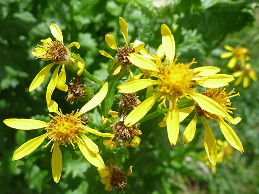 Mature flowers