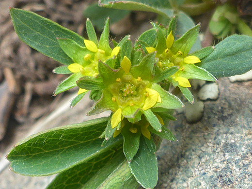 Tiny yellow petals