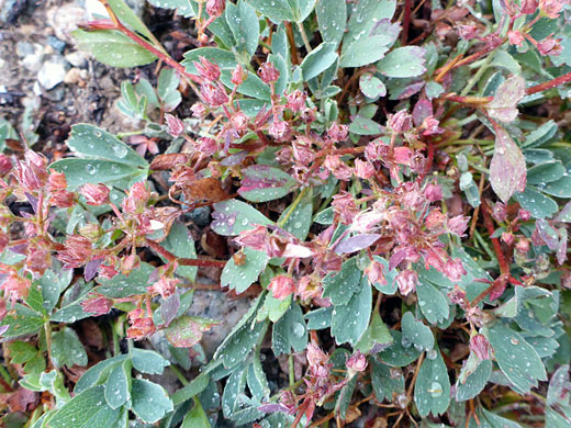 Withered flowers