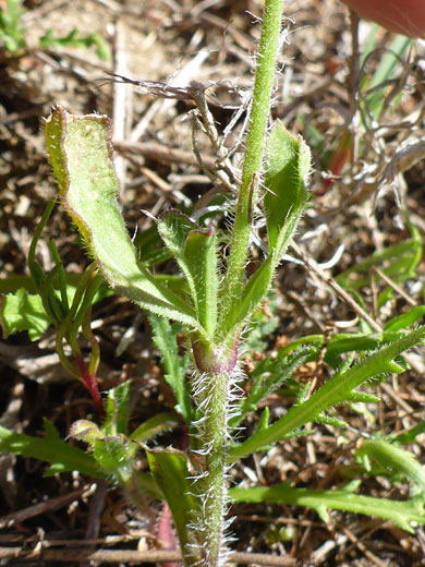 Hairy stem and leaves