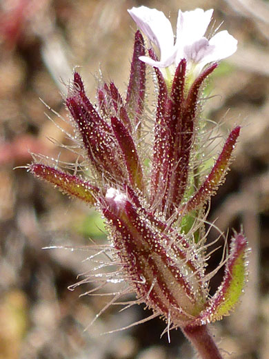 Small-Flowered Catchfly