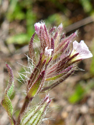 Flower cluster