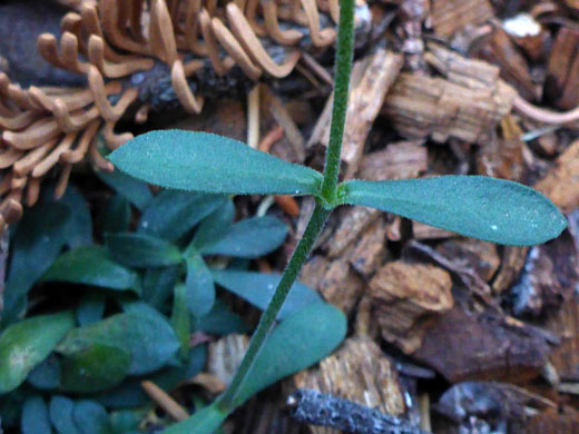 Lemmon's Catchfly