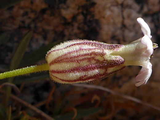 Sargent's Catchfly; Sargent's catchfly (silene sargentii), Conness Lakes Loop, California