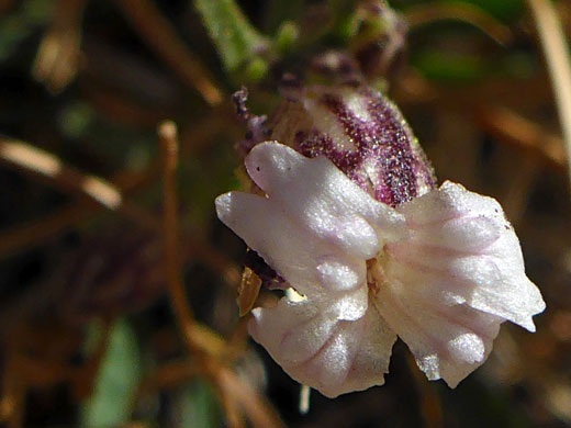 Sargent's Catchfly