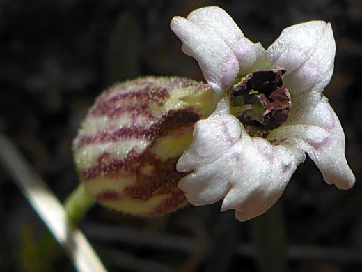 Brownish anthers