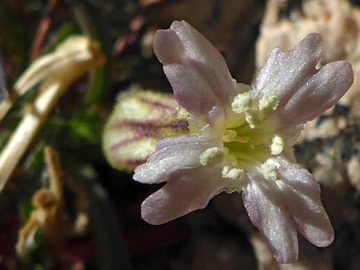 Notched corolla lobes