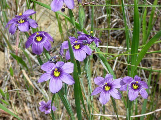 Western Blue-eyed Grass