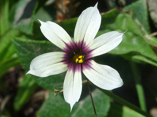 White flower