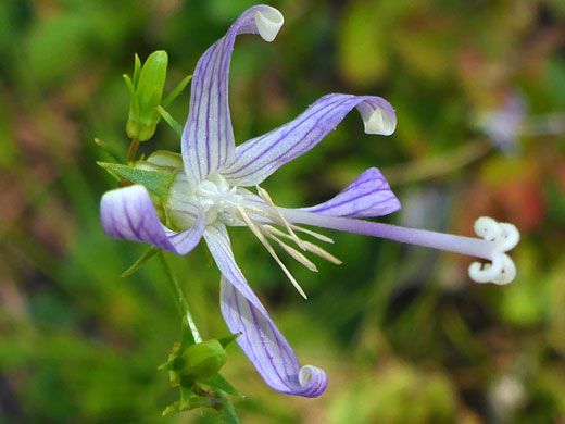 California Harebell; Smithiastrum prenanthoides in Yosemite National Park, California