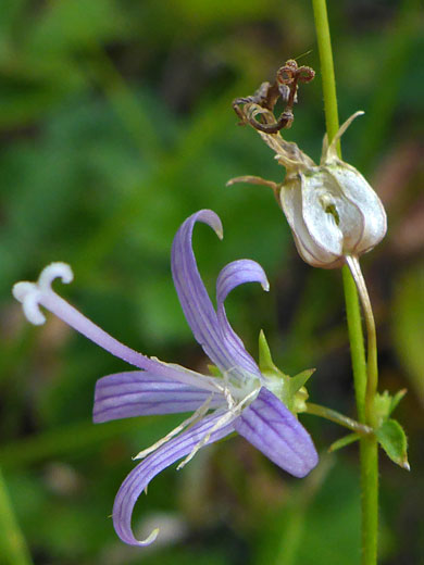 Two flowers